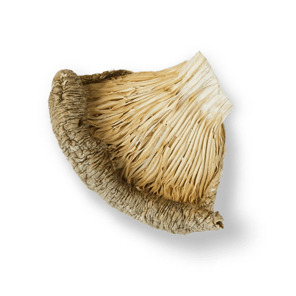 Oyster image 3