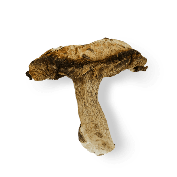 Porcini image 2